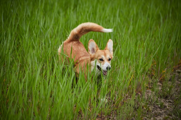 Felice Welsh Corgi Pembroke cane che gioca con l'estrattore nel campo primaverile