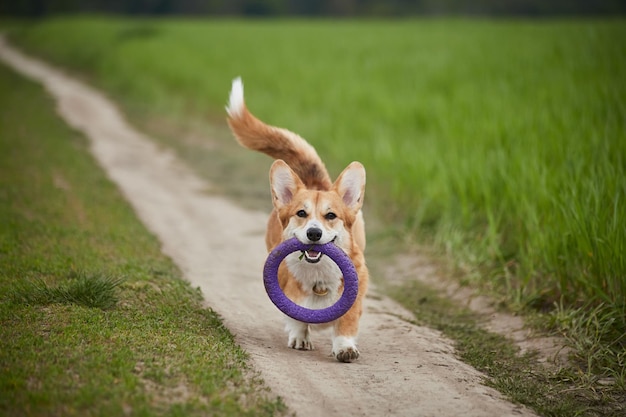 Felice Welsh Corgi Pembroke cane che gioca con l'estrattore nel campo primaverile