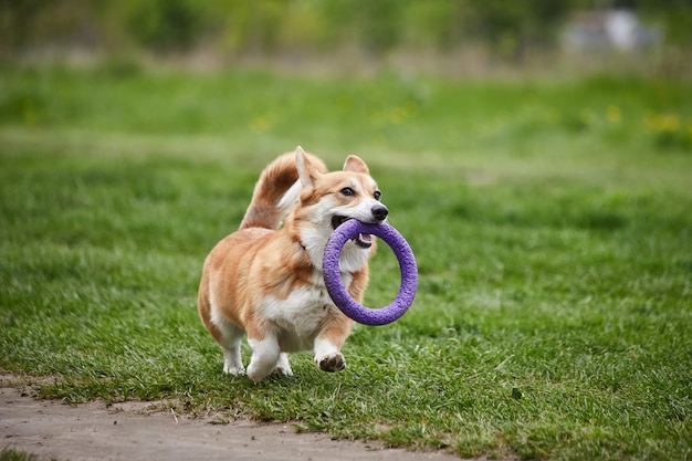 Felice Welsh Corgi Pembroke cane che gioca con l'estrattore nel parco primaverile