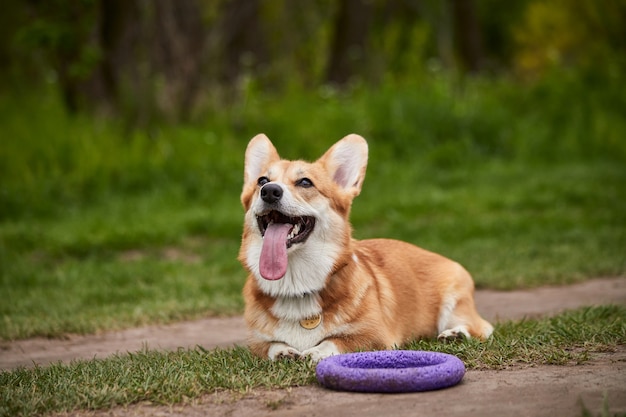 Felice Welsh Corgi Pembroke cane che gioca con l'estrattore nel parco primaverile