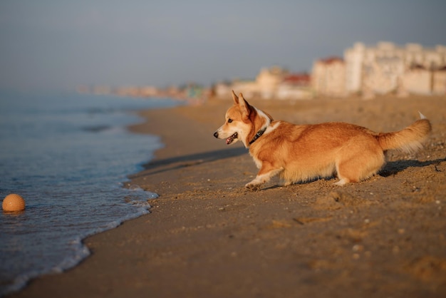 Felice Welsh Corgi Pembroke cane gioca con la palla in spiaggia