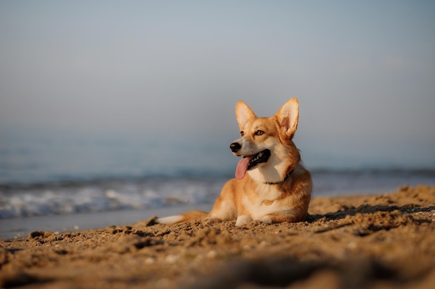 Felice welsh corgi pembroke cane in spiaggia