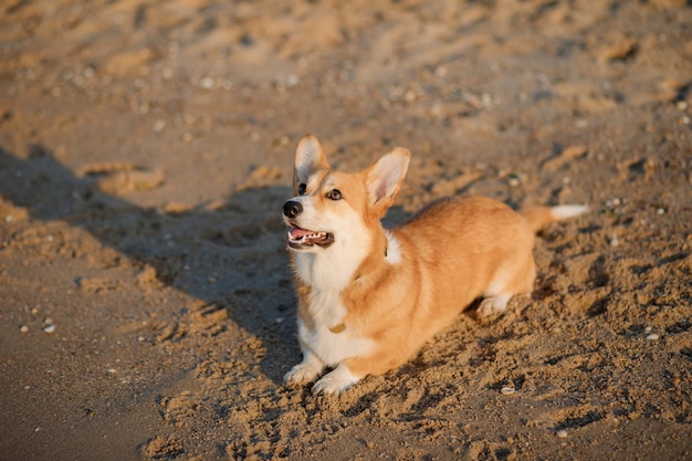 Felice Welsh Corgi Pembroke cane in spiaggia