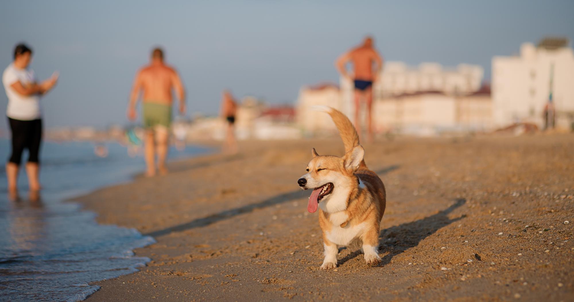 Felice welsh corgi pembroke cane in spiaggia