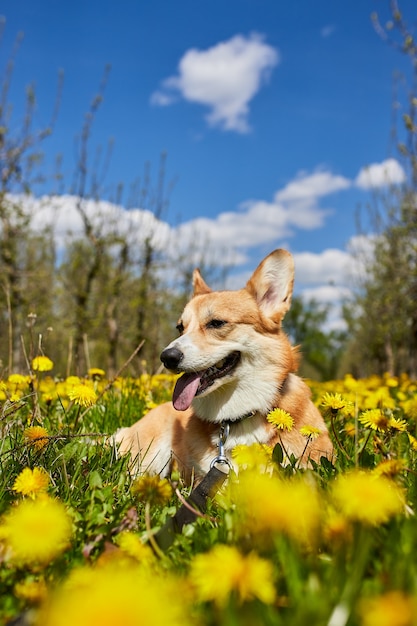 Felice Welsh Corgi Pembroke dog sitter in giallo campo di tarassaco nell'erba sorridente in primavera
