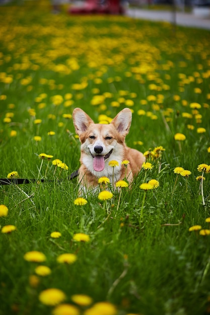 Felice Welsh Corgi Pembroke dog sitter in giallo campo di tarassaco nell'erba sorridente in primavera