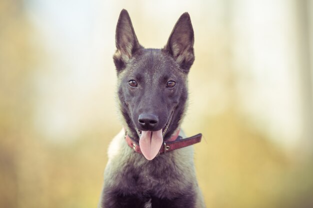 Felici cani da compagnia che giocano su Erba