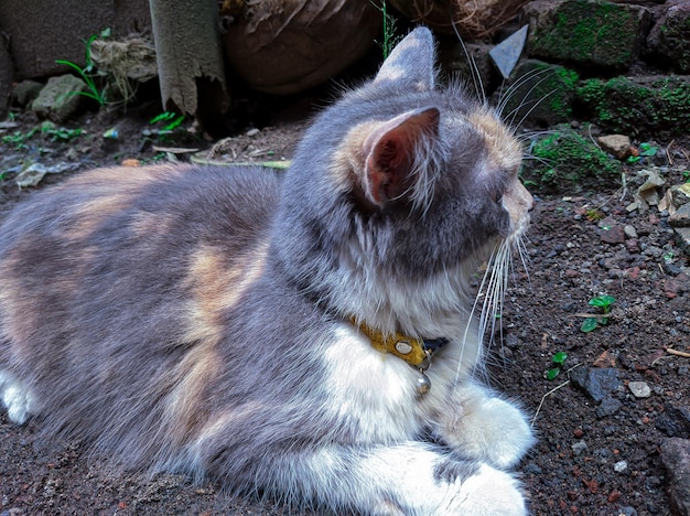 Felis Catus o Angora Cat con una bella pelliccia grigia