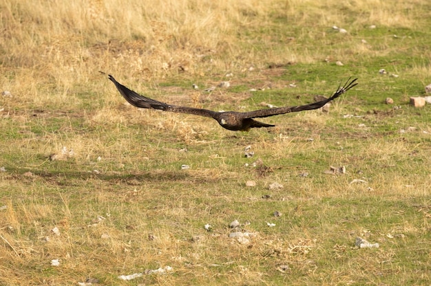 Femmina adulta Aquila reale che vola in una foresta mediterranea con la prima luce del giorno in autunno