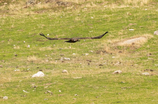 Femmina adulta Aquila reale che vola in una foresta mediterranea con la prima luce del giorno in autunno