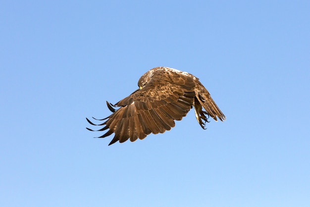 Femmina adulta del volo dell'aquila di Bonelli