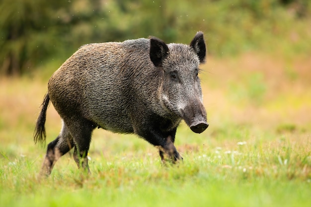 Femmina adulta di cinghiale che corre da solo nella radura della foresta