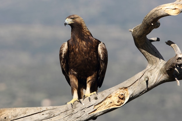 Femmina adulta di Golden Eagle