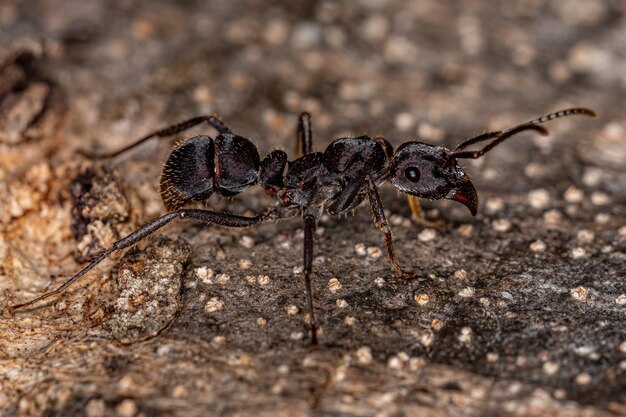 Femmina adulta Ectatommine Ant