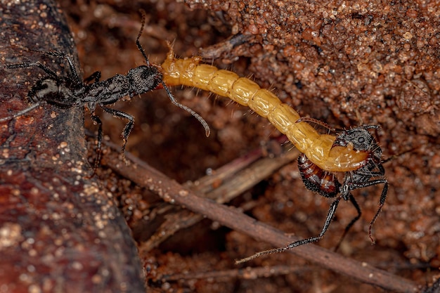 Femmina adulta Ectatommine Formiche del genere Ectatomma che predano una larva di scarabeo giallo