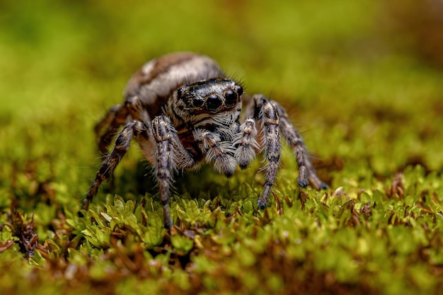 Femmina adulta Jumping Spider del genere Freya