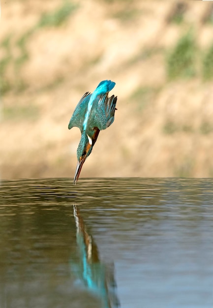 Femmina adulta Martin pescatore comune che pesca in un fiume nell'ultima luce del pomeriggio di una giornata invernale