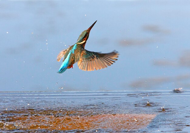 Femmina adulta Martin pescatore comune emergente dal fiume dopo la pesca e il volo verso il suo punto preferito