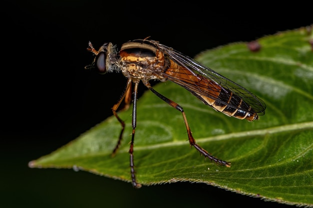 Femmina adulta Mosca rapinatrice della famiglia Asilidae