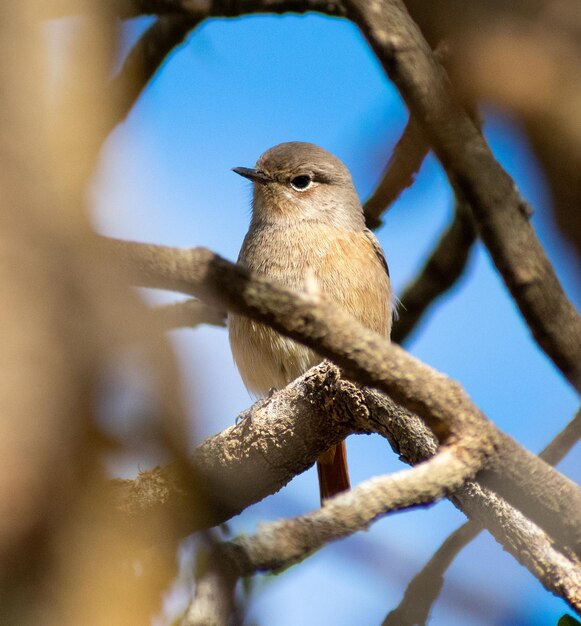 Femmina adulta moussier codirosso phoenicurus moussieri appollaiato su un albero