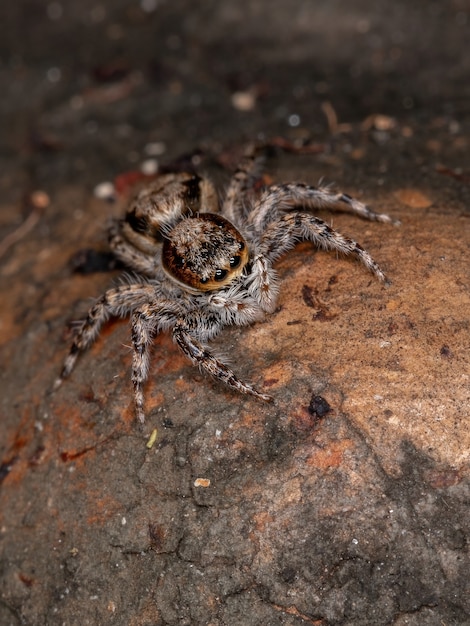 Femmina adulta Ragno da muro grigio della specie Menemerus bivittatus