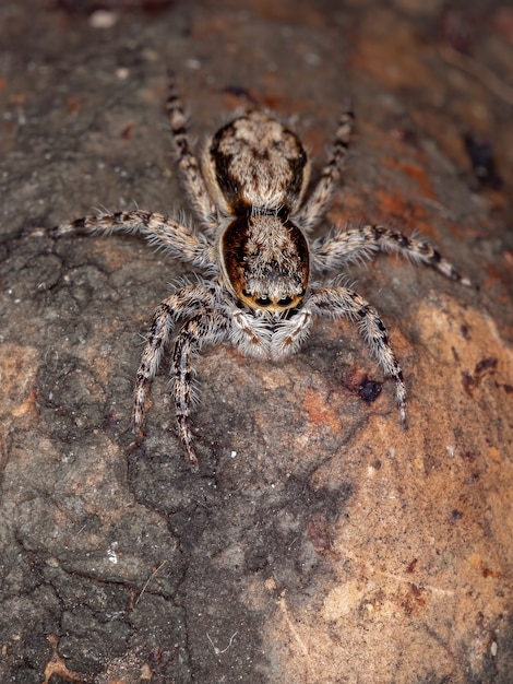 Femmina adulta Ragno da muro grigio della specie Menemerus bivittatus