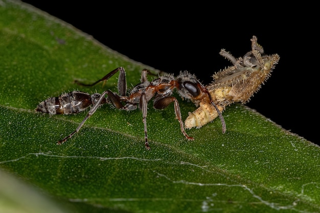 Femmina adulta ramoscello Ant del genere Pseudomyrmex in preda a una tipica ninfa Leafhopper della famiglia Cicadellidae