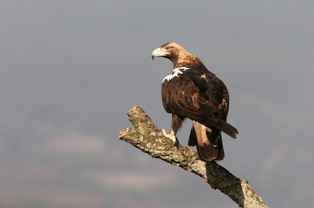 Femmina adulta spagnola Imperial Eagle presso la sua torre di avvistamento preferita con le prime luci dell'alba in un giorno di inverni