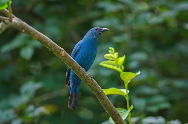 Femmina asiatica Fairy Bluebird (Irena puella)