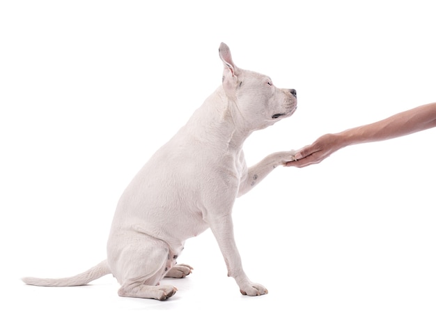 Femmina bianca american staffordshire isolata che dà la zampa su bianco