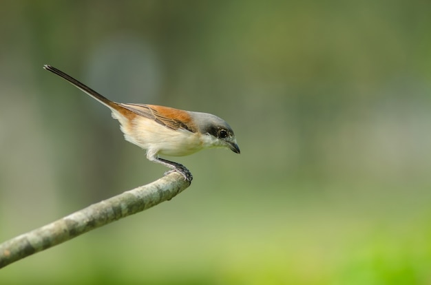 Femmina birmana di Shrike che si appollaia su un ramo