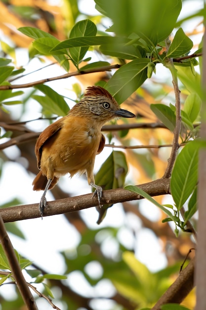 Femmina brasiliana barrata Antshrike della specie Thamnophilus doliatus ssp. difficilis