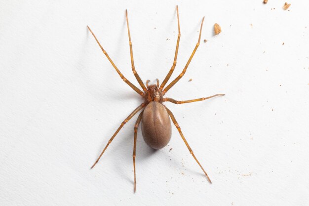 Femmina Brown Recluse Spider aracnide velenoso