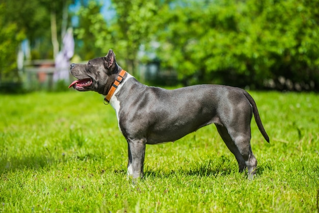 Femmina capelli blu american staffordshire terrier cane o amstaff