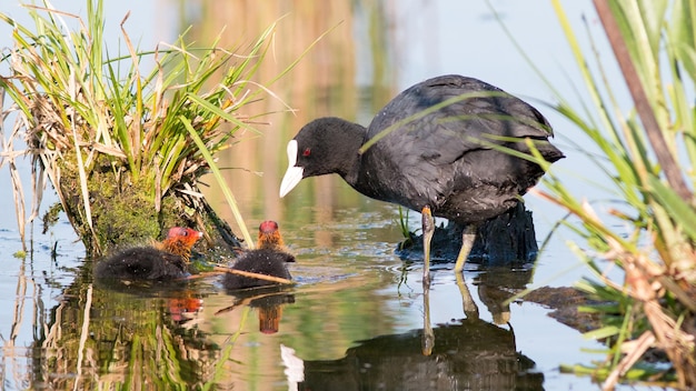 femmina che nutre i suoi pulcini sul lago in primavera