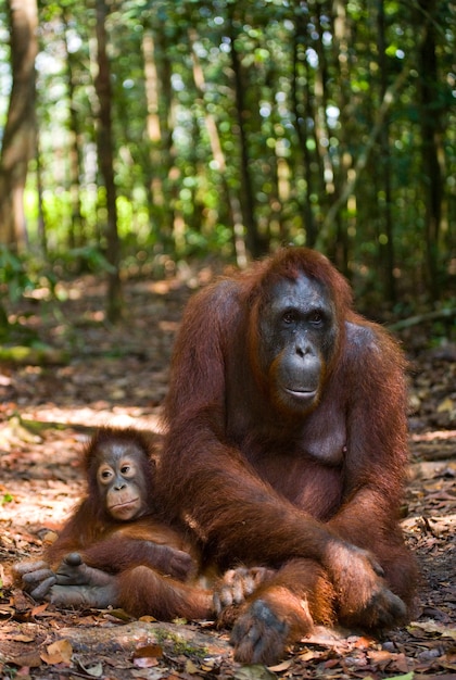 Femmina dell'orango con un bambino a terra. Indonesia. L'isola di Kalimantan (Borneo).