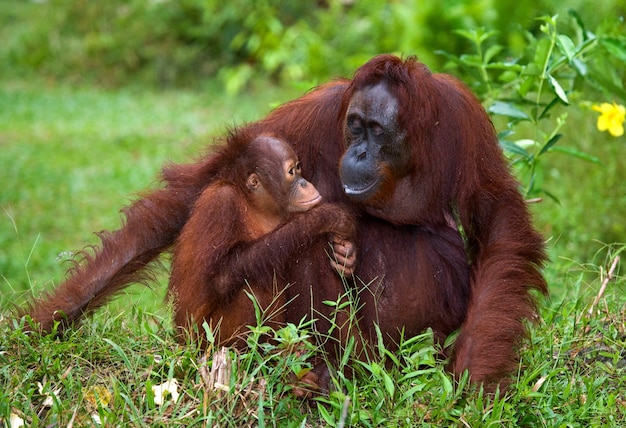 Femmina dell'orango con un bambino a terra. Indonesia. L'isola di Kalimantan (Borneo).