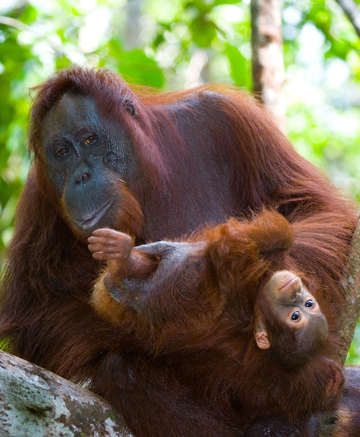 Femmina dell'orangutan con un bambino in un albero. Indonesia. L'isola di Kalimantan (Borneo).