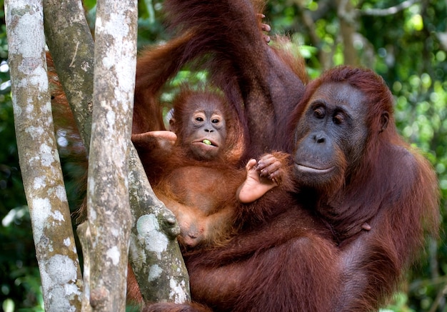 Femmina dell'orangutan con un bambino in un albero. Indonesia. L'isola di Kalimantan (Borneo).