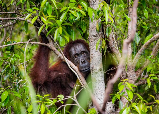 Femmina dell'orangutan con un bambino in un boschetto d'erba. Indonesia. L'isola di Kalimantan (Borneo).