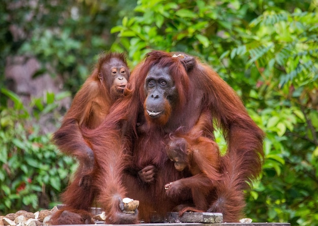 Femmina dell'orangutan con un bambino sul luogo di alimentazione. Indonesia. L'isola di Kalimantan (Borneo).