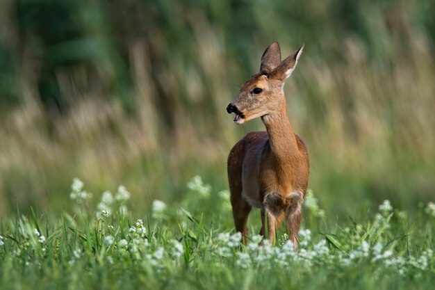 Femmina di capriolo al pascolo e distoglie lo sguardo sul campo di fieno nella natura estiva