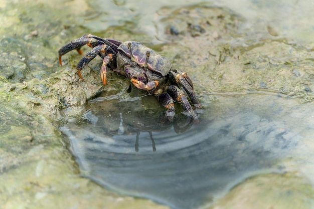 Femmina di granchio Fiddler (Uca sp.) nel fango nella foresta di mangrovie