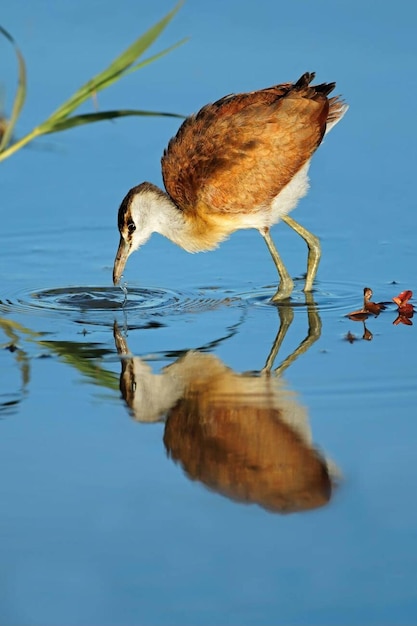 Femmina di jacana africana Actophilornis africana in cerca di cibo in acque poco profonde Sudafrica