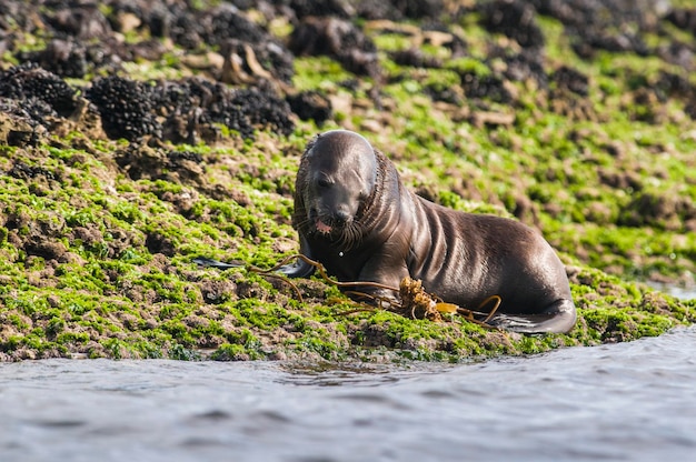 Femmina di leone marino Penisola Valdes Patagonia Argentina