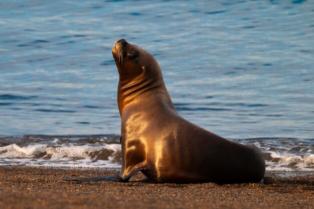 Femmina di leone marino sudamericano della penisola Valdes ChubutPatagonia Argentina