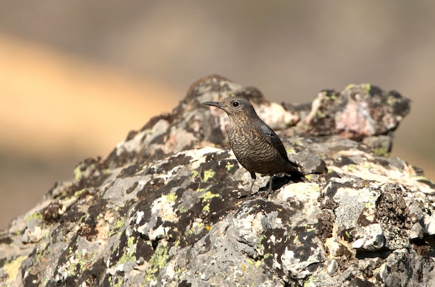 Femmina di mughetto blu, uccelli, uccelli canori, mughetto, Monticola solitarius