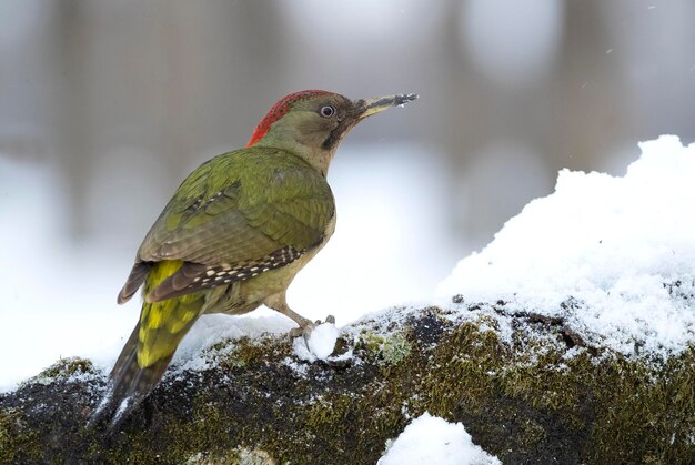 Femmina di picchio verde in un bosco di querce innevate alla prima luce di una fredda giornata di gennaio