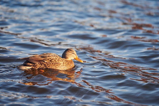 Femmina di uccelli acquatici del germano reale che si diletta nello stagno o nel fiume.