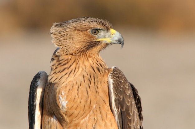 Femmina di un anno di Bonellis Eagle nella sua torre di guardia preferita con le prime luci dell'alba in una giornata invernale